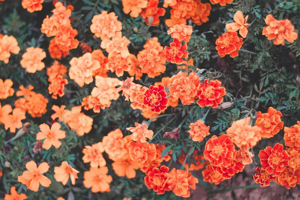 Goudsbloemen
